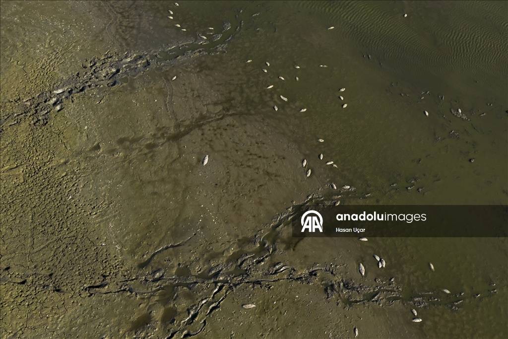 Kuraklığın etkisi artıyor! En büyük tatlı su gölü için alarm verildi: Su seviyesi düştü, balıklar telef oldu 1